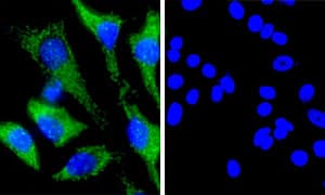 Rabbit IgG, monoclonal [EPR25A] - Isotype Control - BSA and Azide Free(AB210849)