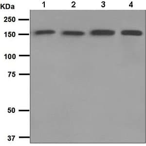 Anti-Integrin alpha 2 antibody [EPR5788](AB133557)