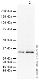 Anti-Cdk2 antibody [E304](AB32147)
