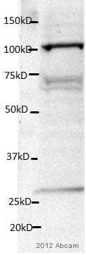 Anti-LAMP2 antibody [GL2A7](AB13524)