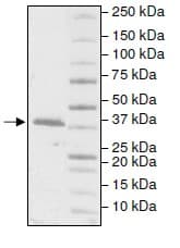 Recombinant Human DNA Polymerase beta protein(AB196082)