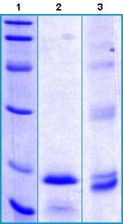 Recombinant Human GLP-1R protein(AB130280)