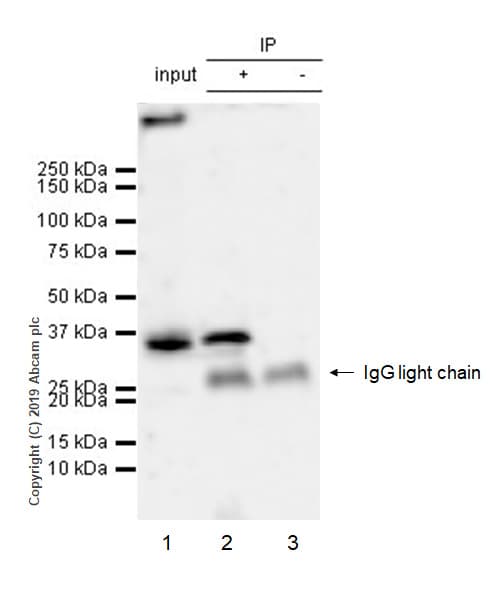 Anti-EIF2S1 antibody [EPR23098-50] - BSA and Azide free(AB263951)