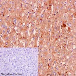 Anti-Albumin antibody [EPR12774](AB192603)