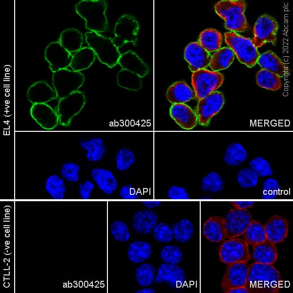 Pd1 Antibody Epr26302 8 Bsa And Azide Free Ab300426  Immunocytochemistry Immunofluorescence Img400333