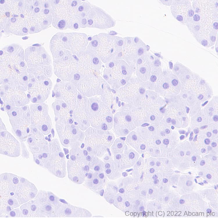 Anti-Aldolase C - C-terminal antibody [EPR26896-2] - BSA and Azide free(AB307413)