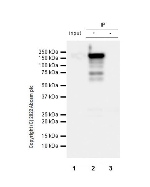 Anti-Collagen III antibody [EPR17673](AB184993)