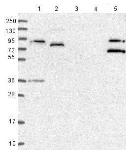 Spata5l1 Antibody Ab126354  Western Blot Img55051