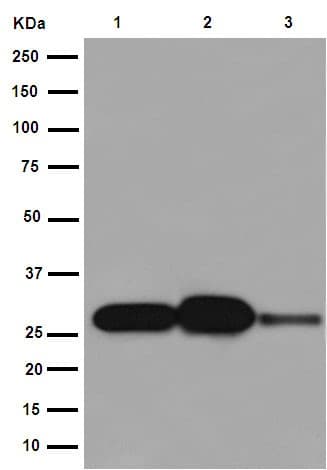 Anti-C1QA antibody [EPR14634](AB189922)