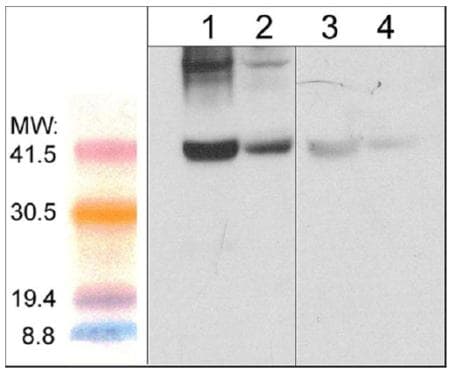 Anti-Fbx32 antibody(AB157596)