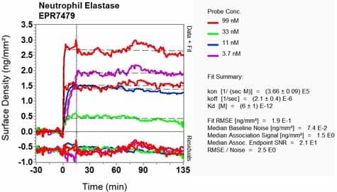 Anti-Neutrophil Elastase antibody [EPR7479](AB131260)