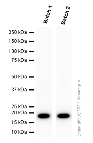 Anti-Bax antibody [E63](AB32503)