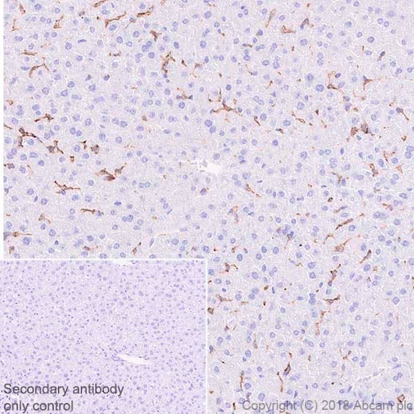 Anti-F4/80 antibody [SP115](AB111101)