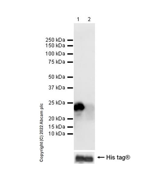 Anti-Calcineurin B/PPP3R1 antibody [EPR24992-18](AB303482)