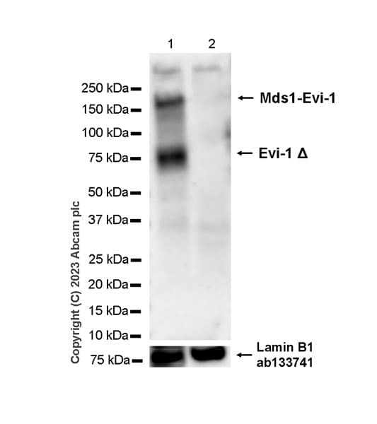 Anti-Lamin B1 antibody [EPR8985(B)] - Nuclear Envelope Marker(AB133741)