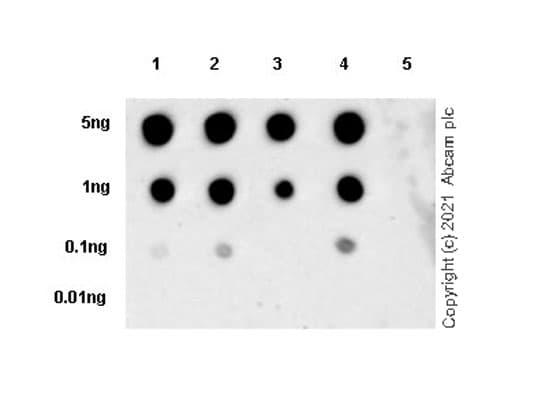 Anti-Histone H3 (citrulline R2 + R8 + R17) antibody [RM1001](AB281584)