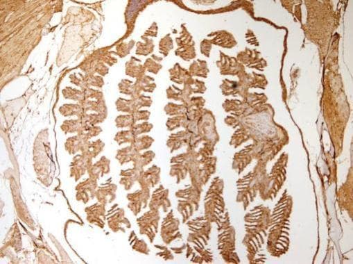 Anti-beta Actin antibody - N-terminal(AB209869)