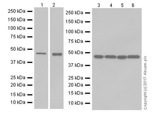 Ptf1a Antibody Epr19011 Ab182398  Western Blot Img38439