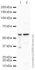 Anti-ATP5A antibody [15H4C4] - Mitochondrial Marker(AB14748)