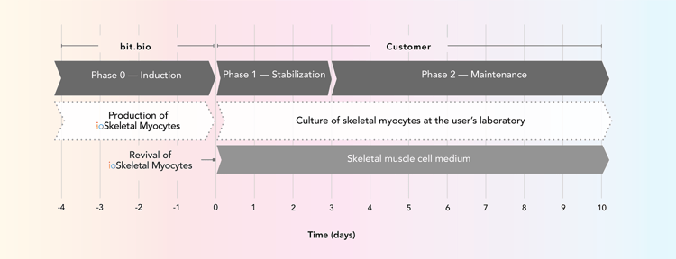 ioSkeletal Myocytes - Human iPSC derived cells(AB277612)