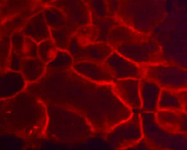 Anti-TROP2 antibody [M005] - Extracellular domain(AB253293)