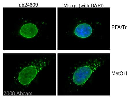 Anti-Nuclear Pore Complex Proteins antibody [Mab414](AB24609)