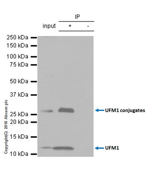 Anti-UFM1 antibody [EPR4264(2)] - BSA and Azide free(AB232570)