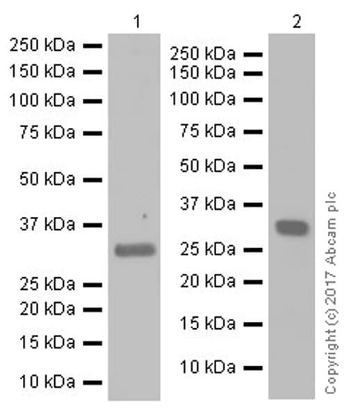 Anti-MASH1/Achaete-scute homolog 1 antibody [EPR19840](AB211327)