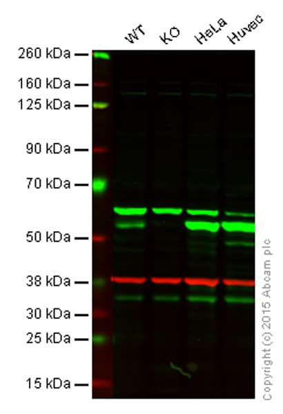 Anti-MLKL antibody [EPR17514](AB184718)