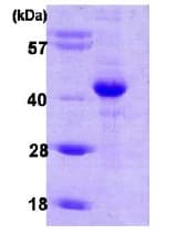Ab86916  Sds Page Img77646