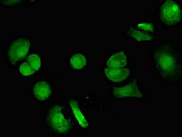 Anti-VPS4B/MIG1 antibody(ab224736)