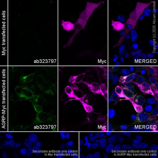 Alexa Fluor® 594 Anti-Myc tag antibody [9E10](AB223894)