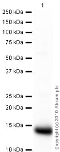Goat Rabbit Igg H L Hrp Preadsorbed Ab97080  Western Blot Img88390