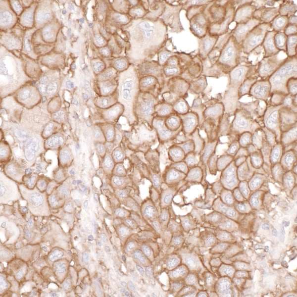 Anti-CD44 antibody(AB157107)