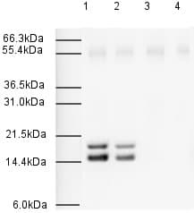 Anti-Sumo 2 + Sumo 3 antibody(AB3742)