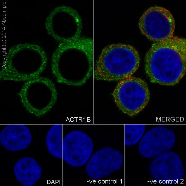 Actr1b Antibody Epr16969 Bsa And Azide Free Ab251406  Immunocytochemistry Immunofluorescence Img85504