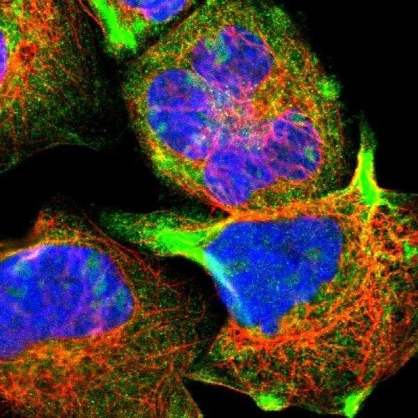 Ston2 Antibody Ab121165  Immunocytochemistry Img51051