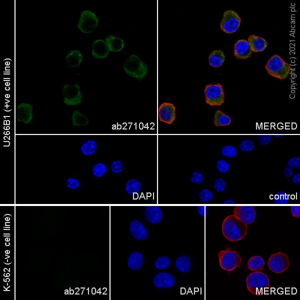 Anti-IL-6R antibody [EPR24322-143](AB271042)