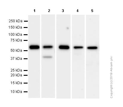 Anti-Calreticulin antibody [EPR3924] - ER Marker(AB92516)