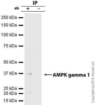 Anti-AMPK gamma 1 antibody [Y308](AB32508)
