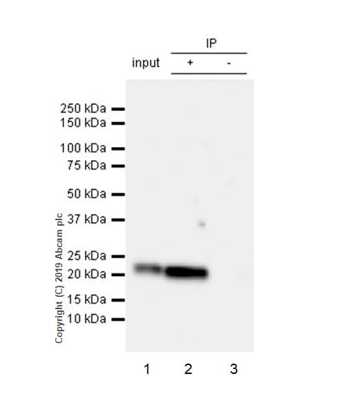 Anti-CD9 antibody [EPR23105-125](AB263019)