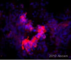Anti-F4/80 antibody [BM8](AB16911)