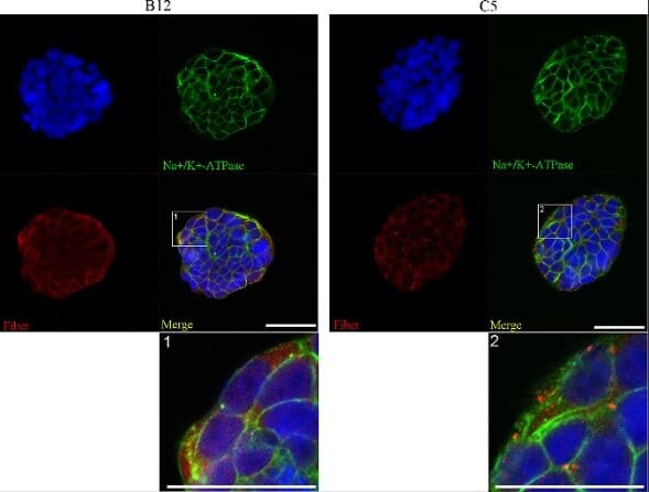 Plasma Membrane Marker (Na/K ATPase, pan Cadherin, PMCA1) Antibody Sampler Panel - Human, Mouse(AB254025)