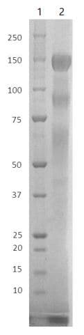 Ab281478  Sds Page Img61898