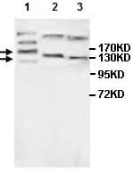 Magi3 Antibody Ab118615  Western Blot Img66104