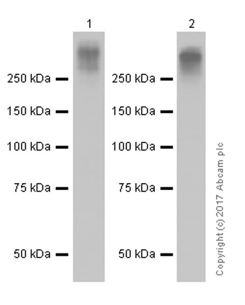 Anti-MUC16 antibody [EPR1020(2)](AB110640)