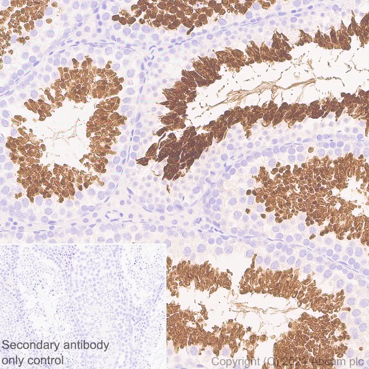 Anti-STAT4 antibody [EPR25128-48](AB284408)