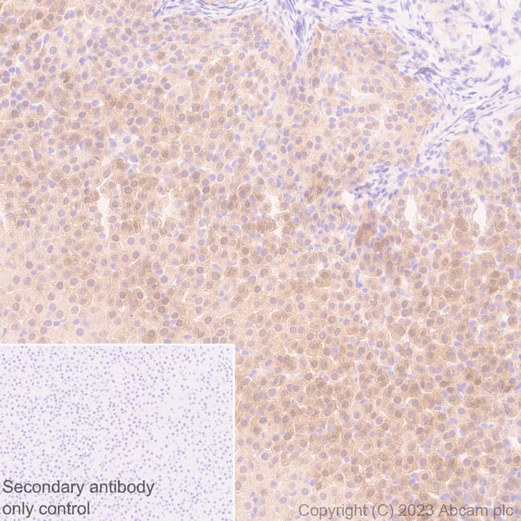 Anti-Aldose reductase antibody [EPR28780-7] - BSA and Azide free(AB316017)