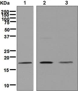 Anti-Cofilin antibody [EP6376](AB134963)