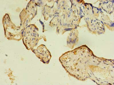 Ifrd2 Antibody Ab235520  Immunohistochemistry Formalin Pfa Fixed Paraffin Embedded Sections Img41129